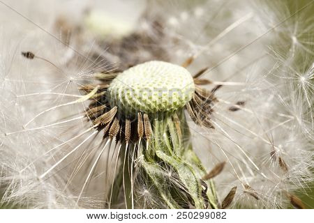 Part Of The Dandelion