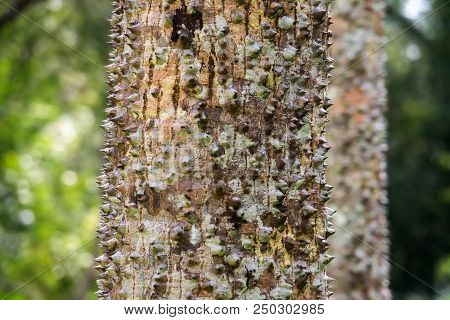 Closeup Textured And Surface Of The Trunk Of Kapok Tree, Red Silk Cotton Tree, Bombax Ceiba Tree In 
