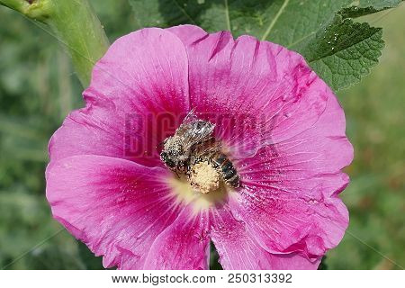 Bees In Pollen, Bee Eats Pollen Of Mallow Flowers,malvaceae, Bumblebee Collects Honey And Carries Po