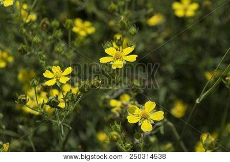 Bright Field Flowers In The Grass. Rustic Meadow Landscape