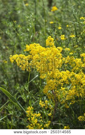 Bright Field Flowers In The Grass. Rustic Meadow Landscape