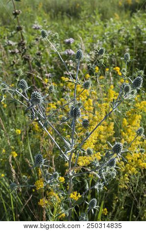 Bright Field Flowers In The Grass. Rustic Meadow Landscape