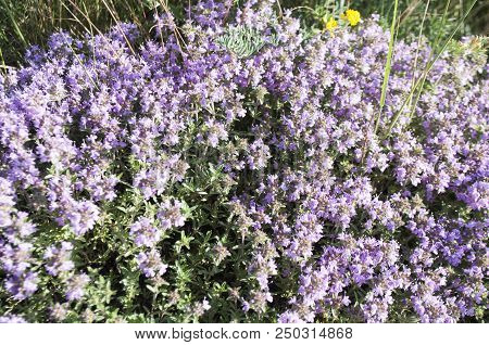 Bright Field Flowers In The Grass. Rustic Meadow Landscape