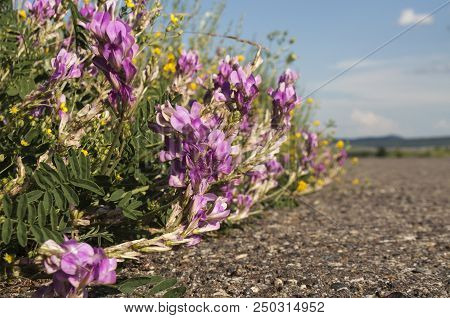 Bright Field Flowers In The Grass. Rustic Meadow Landscape