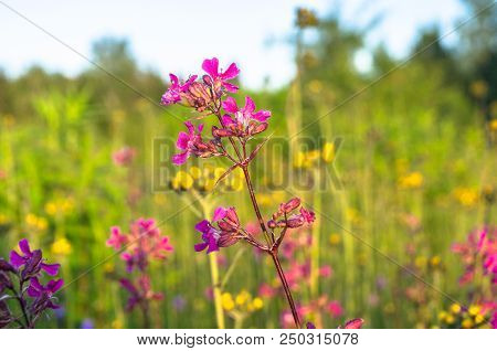 Summer Meadow With Bright Pink Inflorescences Of The Sticky Catchfly (silene Viscaria) Under The Eve