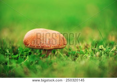 Large Boletus In Forest, Edible Mushroom Porcini With Sun Leaks Effect. Banner. Copy Space. Found Mu