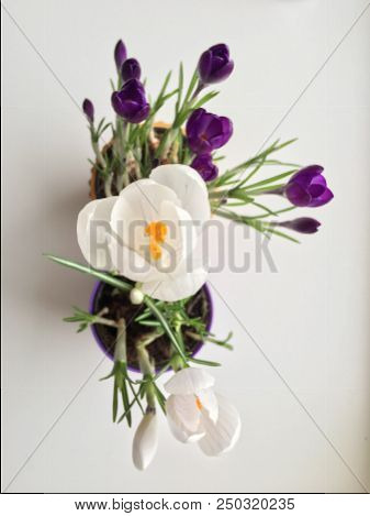 White And Blue Flower On White Table