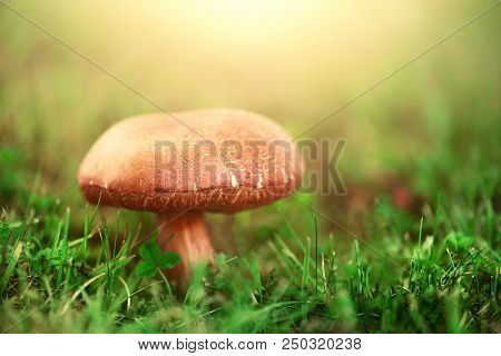 Large Boletus In Forest, Edible Mushroom Porcini With Sun Leaks Effect. Banner. Copy Space. Found Mu