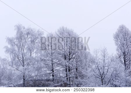 Winter Forest In The Park Spruce Cold Cover,
