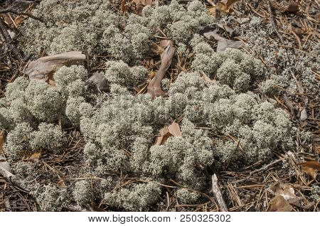 Beautiful Thick Moss In A Pine Forest, Bluish Tint