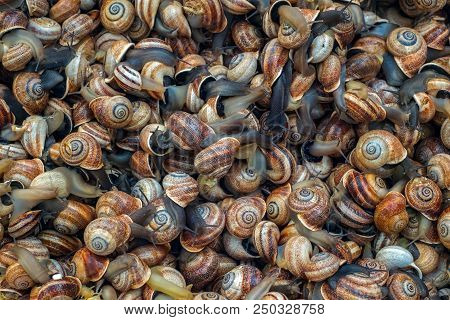 Small Sea Snails At Market Still Alive