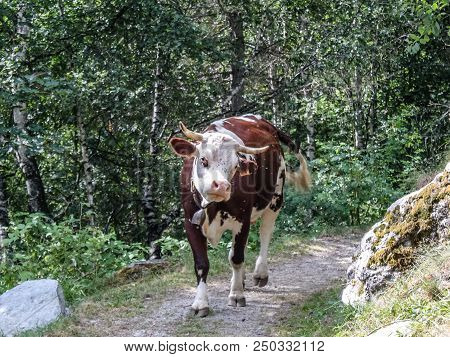 Cows In A Wood Of An Alpine Valley