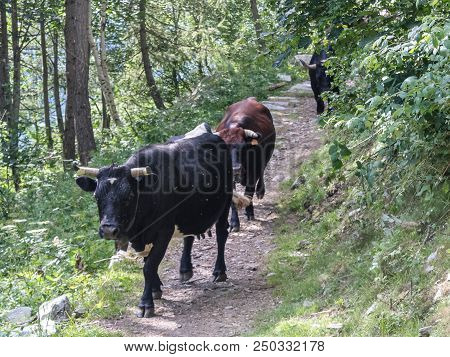 Cows In A Wood Of An Alpine Valley