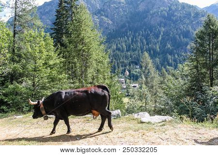 Cows In A Wood Of An Alpine Valley