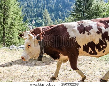 Cows In A Wood Of An Alpine Valley