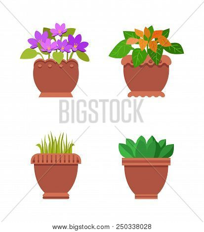 Room Plants In Brown Pots With Leaves, Collection Snake Flower And Adriatic Bell-flower, Avage Ameri