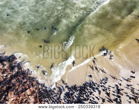 Sea Lion Colony In Namibia Taken In January 2018