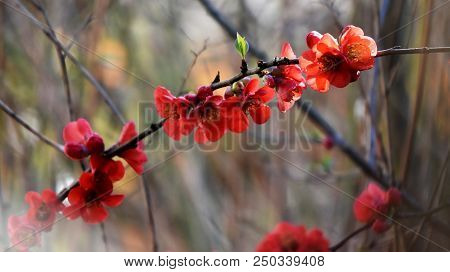 Close Up Of Red Japanese Quince Flowers