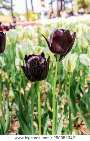 Group  Of Big Dark Violet Andwhite Tulips In Hitachi Seaside Park