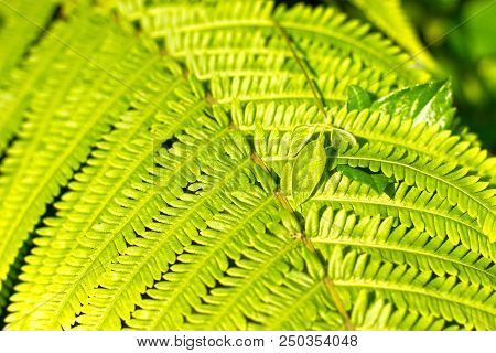 Green Fresh Fern Leaf Pattern Background On Sunny Day