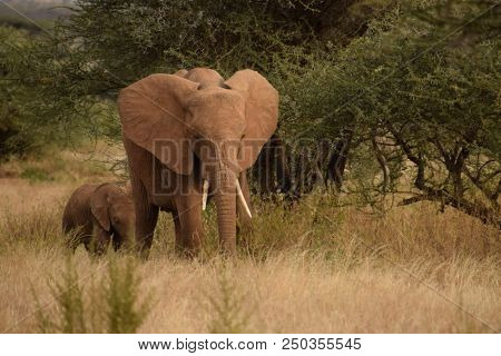 African Elephant (loxodonta African) Pembe Or Ndovu In Swahili Language.