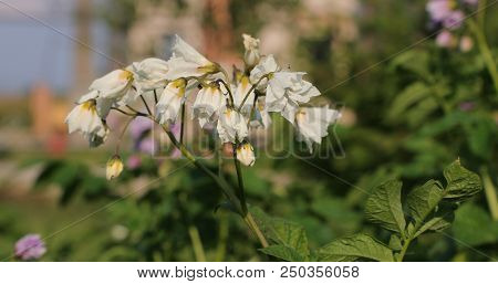 White Flaccid Flowers In The Courtyard In The Summer.