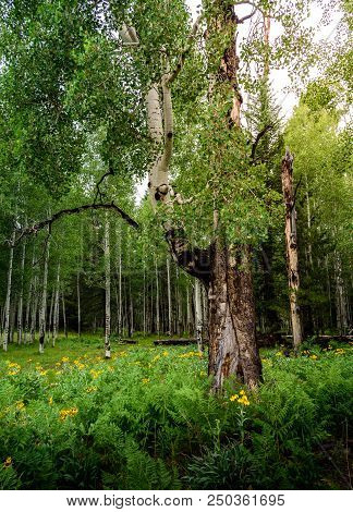 A Patch Of Forest Dominated By Aspens, Ferns, And Wildflowers. Serene Beauty To Rejuvinate The Soul.