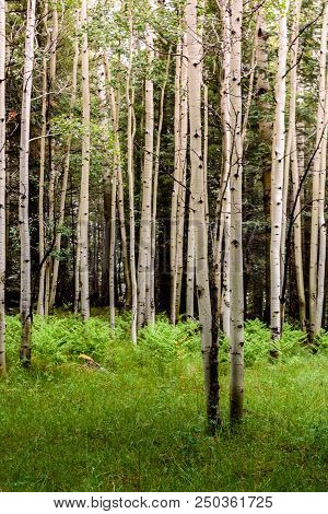 A Patch Of Forest Dominated By Aspens, Ferns, And Wildflowers Shot During The Golden Hour Of Sunset.