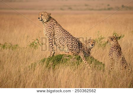 Three Cheetah Brothers(acinonyx Jubatus)duma In Swahili Language In Heart Of African Savanna.