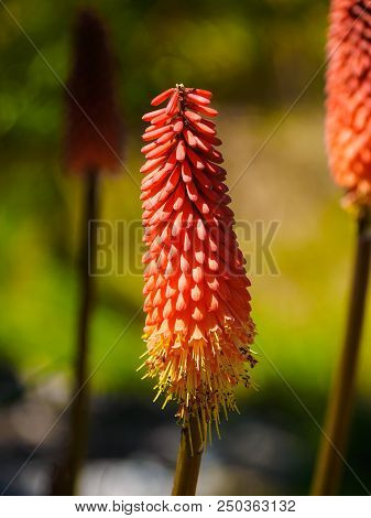 Red Hot Poker