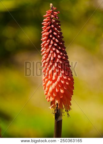 Red Hot Poker