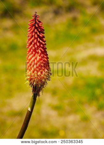 Red Hot Poker