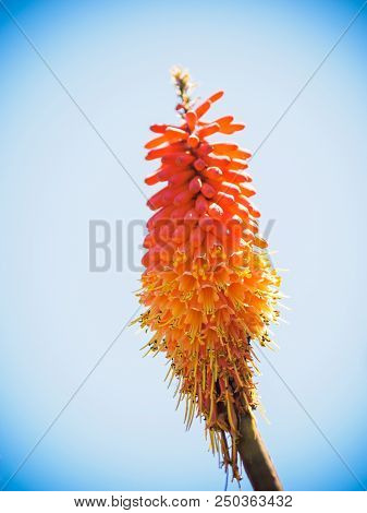 Red Hot Poker