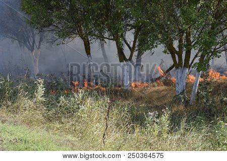 Fire In The Forest. Fire And Smoke In The Forest Litter. The Grass Is Burning In The Forest. Forest 
