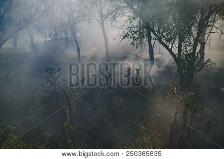Fire In The Forest. Fire And Smoke In The Forest Litter. The Grass Is Burning In The Forest. Forest 