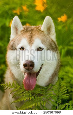 Close-up Portrait Of Cute Beige Dog Breed Siberian Husky With Tonque Hanging Out Sitting In Green Gr