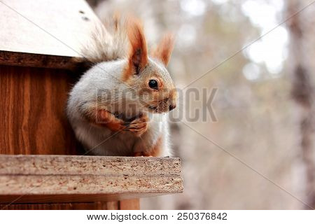 Red Squirrel On The Feeder In The Woods Close - Up And In Profile