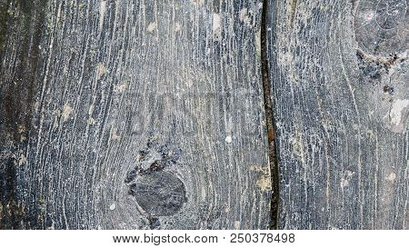 Wood Texture And Background. Cut Tree Trunk Background. Tree Trunk Close Up. Macro View Of Cut Tree 