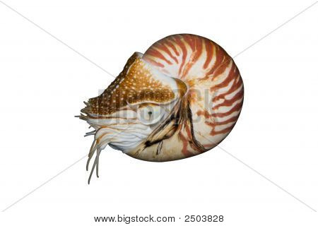 หอยงวง (Nautilus Pompilius) แยกต่างหากบนพื้นสีขาว