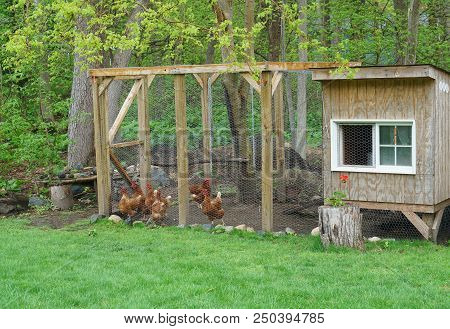 Close Up On Chicken In Side Coop In Back Yard
