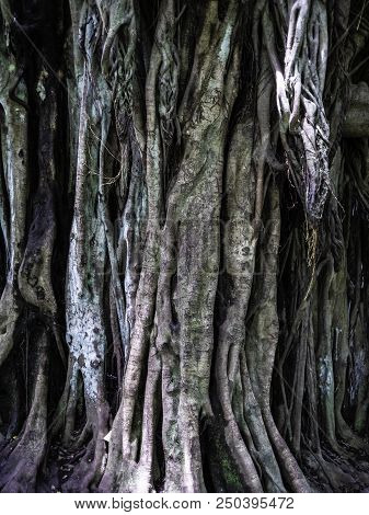 Background Texture Made From Roots And Tree Bark In The Rain Forest