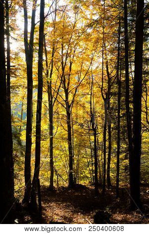 Trees In Autumn Season Background. Beauty In Nature. Autumn Lansdscape