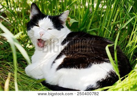 Colorfulr Cat In The Park, Laying On The Grass And Yawning.