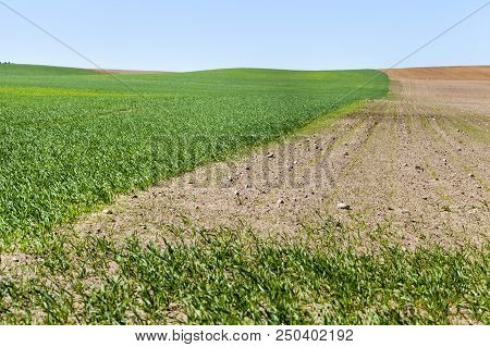 The Agricultural Field