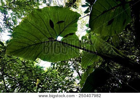 Huge Elephant Ear Leaves In Juan Castro Blanco National Park, Costa Rica