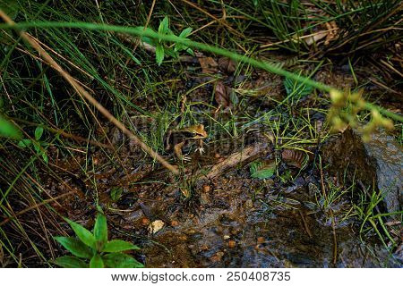 Lithobates Vibicarius Sitting In Juan Castro Blanco National Park, Costa Rica