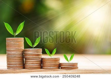 Tree Growing On Coins Stack With Sun Ray For Saving Money Concept
