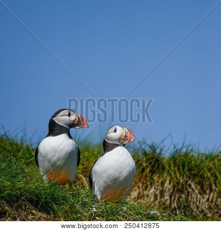 Beautiful Atlantic Puffin Or Comon Puffin Fratercula Arctica In Northumberland England On Bright Spr