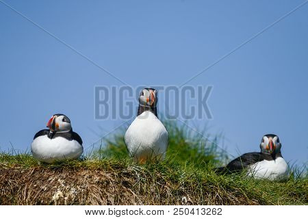 Beautiful Atlantic Puffin Or Comon Puffin Fratercula Arctica In Northumberland England On Bright Spr