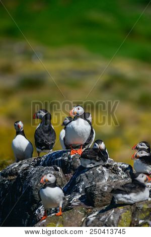Beautiful Atlantic Puffin Or Comon Puffin Fratercula Arctica In Northumberland England On Bright Spr